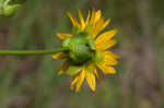 Prairie rosinweed